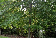 Jak probíhá péče o zeleň v ulici U Floriánka ve Vranovicích?